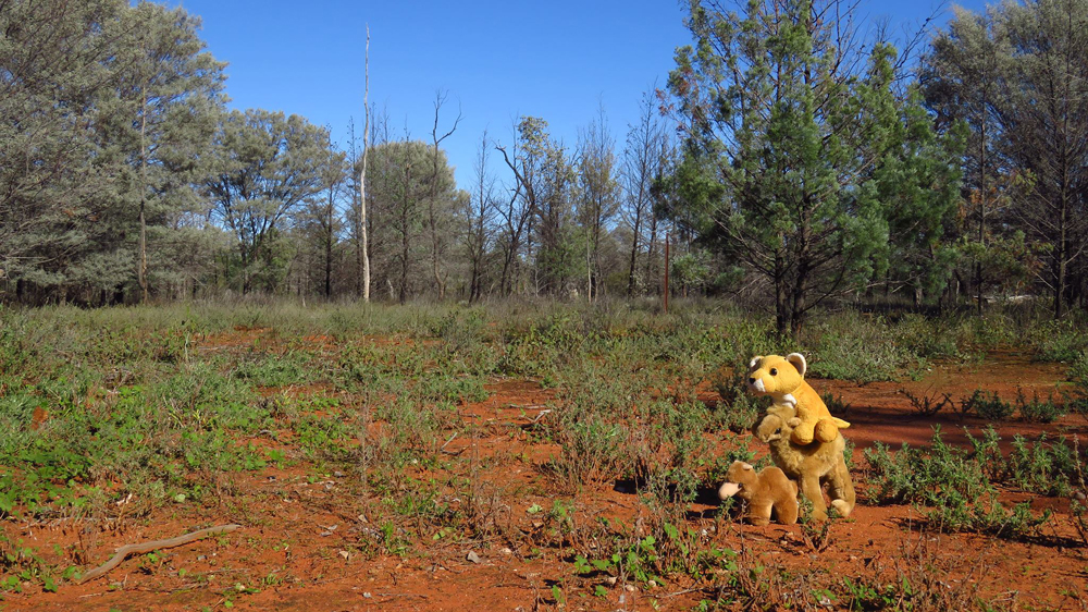 Fluffy's Adventures: Fluffy in the Outback.